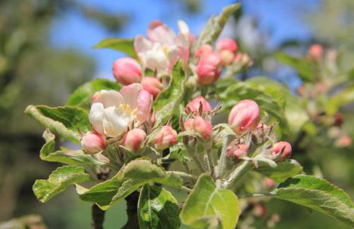 Apfelscheune Cannewitz - Foto 62