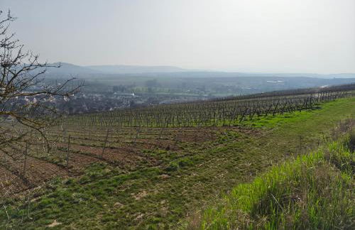 Logement "Le Kelsch" Vignoble proche de Strasbourg avec Sauna - Foto 6