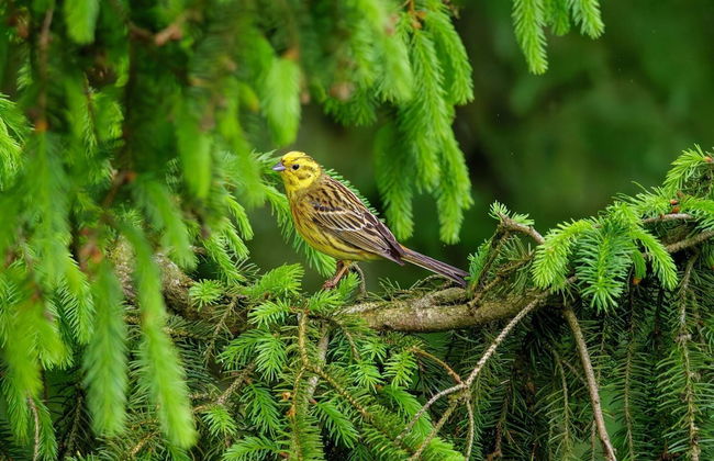 4 Person Holiday Home in Hovborg-by Traum - Foto 15