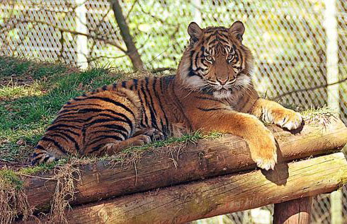 Villa Vittoria - Foto 19