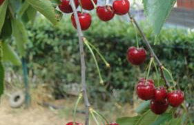 Apartment Fabris - Foto 35