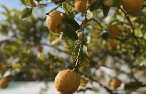 Villa Stefano - avec piscine privée à Trapani - Foto 31