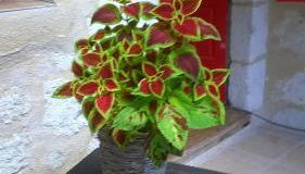 Bella Vista - Foto 4