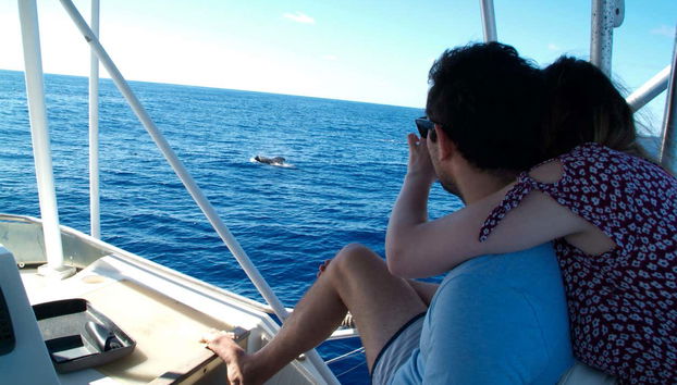 Cruising through the waters around Las Galletas