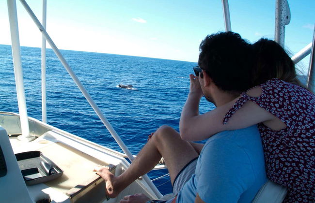 Avistamiento de cetáceos en Las Galletas - Foto 2