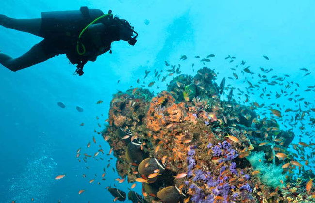 Plongée dans la Grande Barrière de Corail - Photo 1