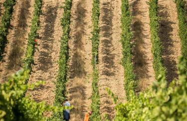 Fattoria Fibbiano - Foto 143