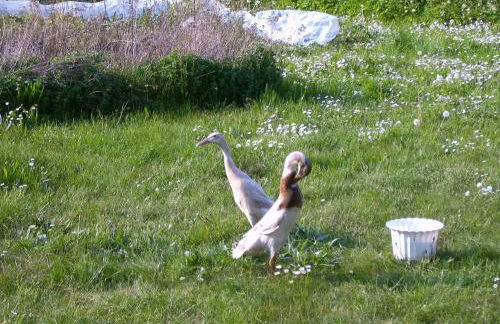 No.5 - Ferienwohnung Schkade - Foto 38