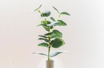 La Flora -Bracklesham Bay - Foto 46