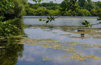 Lakeview at Lodge Farm - Photo 19