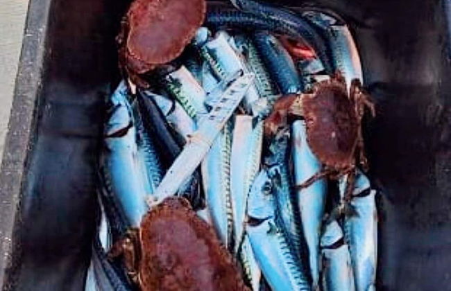 6 Person Holiday Home in Hartbakke - Foto 39