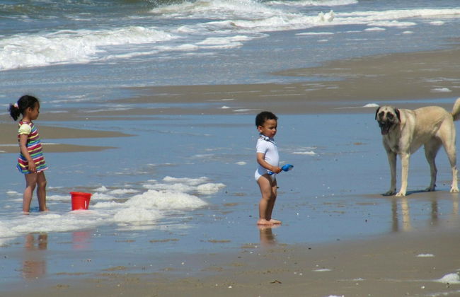 Comfortable Chalet With Dishwasher, in the Texel Dune Areal - Foto 39