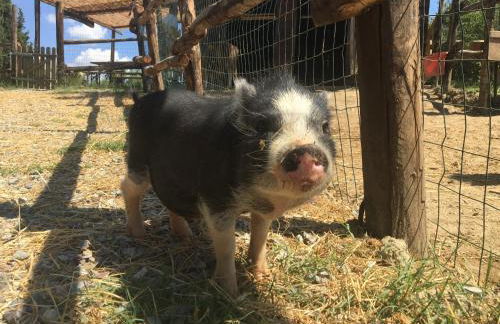 Agriturismo Pieve Sprenna - Foto 76