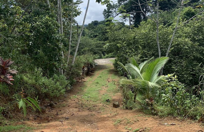 Room-villa With Primary Forest View - Foto 8
