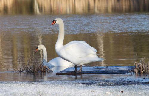 Woodpecker Lodge - Brook Meadow - sleeps 4 plus 2 - no pets - Foto 25