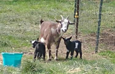 Country Mountain Escape! - Foto 47