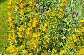 Ferienhaus Hinterlandswald - Foto 46