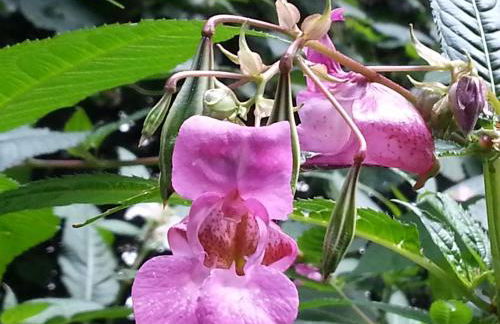 Ferienhäuser im Ferienhausgebiet Hof Beel - Foto 14
