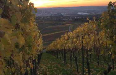 3 Zimmer Neubauwohnung in der schwäbischen Toskana - Foto 43