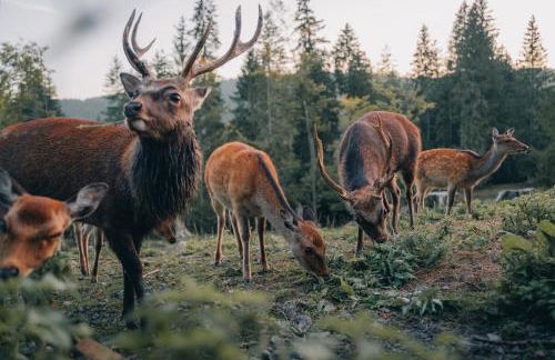 Schwarzwaldglück - Foto 21