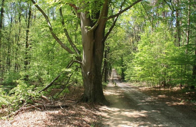 Chalet in Ootmarsum on Kuiperberg - Foto 35