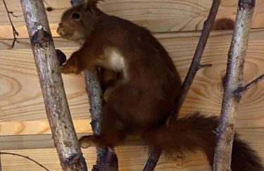 Chalet bois au calme, en lisière de forêt, balcons, sentiers balades Gérardmer & Alsace "Chalet Mon beau sapin" - Foto 37