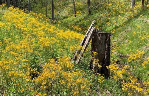 1878 Victorian Farm House near Asheville - Foto 31