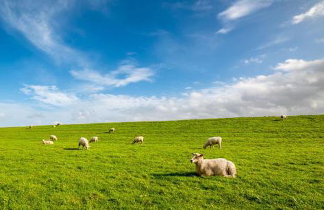Ferienhaus-Elbdeichblick-Haselau - Foto 22
