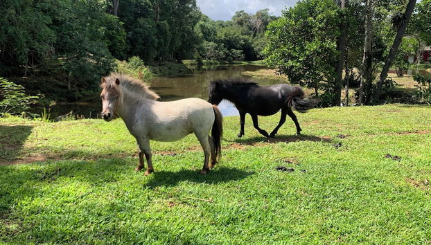 Terraço/pátio interior
