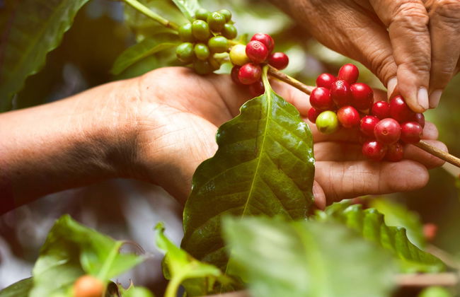 Visita a una finca de café y frutas tropicales - Foto 1