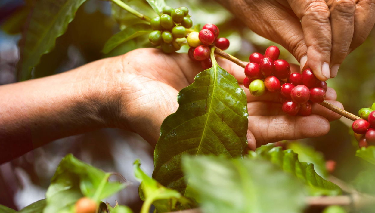 Visita a una finca de café y frutas tropicales