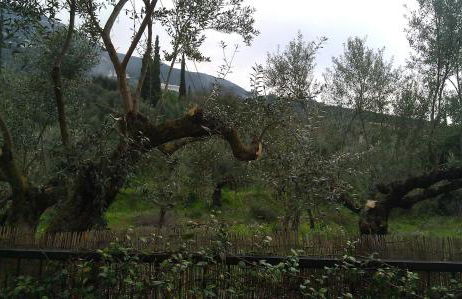 Katerina Apartments - Photo 39