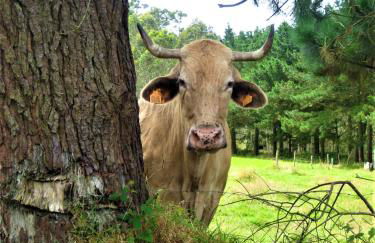 Casa Berdeal - Foto 44