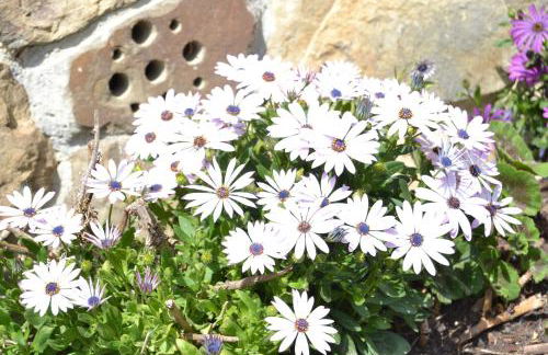 La Seronda de Redes - Foto 37