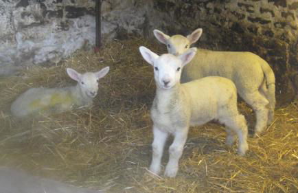 Riding house Farm Cottages - Photo 15