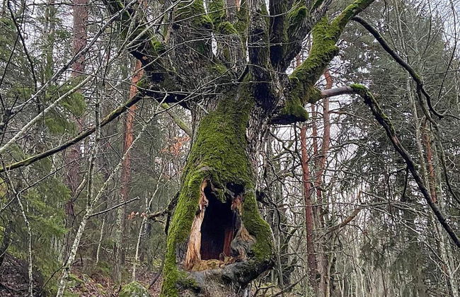 7 Person Holiday Home in Nynashamn - Foto 14