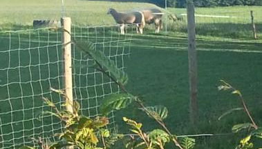 Eselhof Oberlascheid - Foto 5