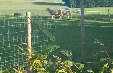 Eselhof Oberlascheid - Foto 5