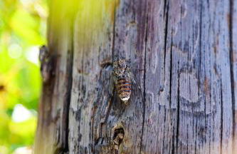 Peach Pine House - Escape Near City, Beach and Athens Airport - Foto 12