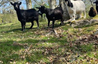 Très beau gîte à proximité du Lac de Vassivière - Foto 29