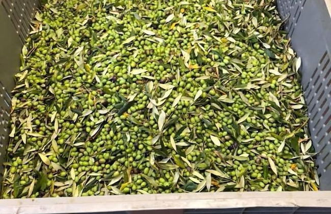 Agriturismo Il Pino - Foto 37