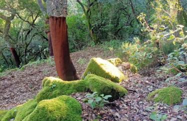 Apartamento Rural El Rinconcito - Foto 46