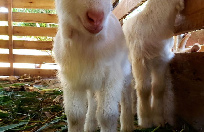 Hotel Fazenda Estancia Torre De Pedra - Foto 48