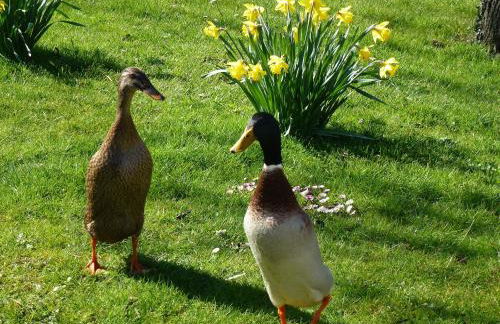 Apfelhof Maurer - Foto 12