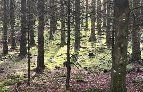 Ryehill with Fishing - Foto 23