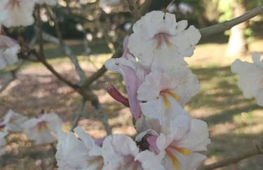 Chácara das Flores - Foto 23