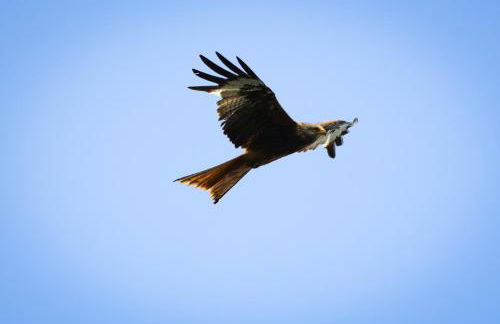Mecklenbü mit Teich, Kamin, Sauna und Hotpott - Foto 19