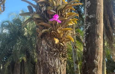 Casa das Orquídeas Delfinopolis MG - Photo 21