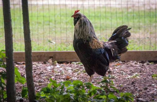 Blue Vieira Cottage - Foto 40