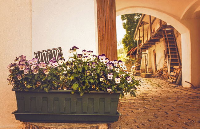 U Svatého Petra - Foto 43